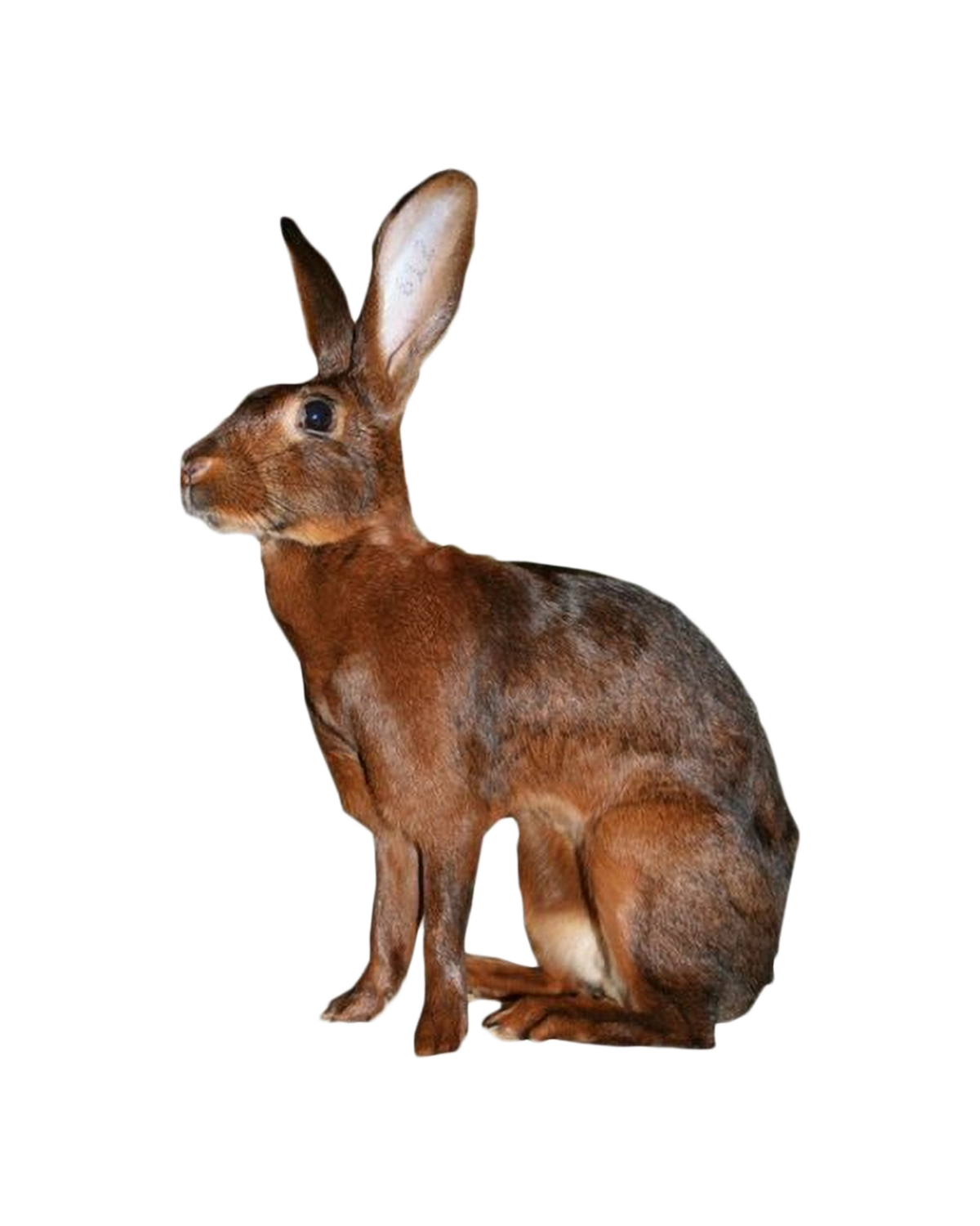 خرگوش بلژیکی