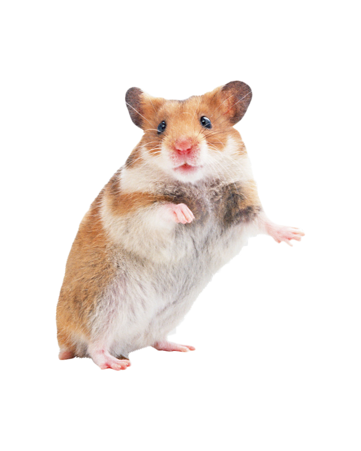 کوتوله کمبل